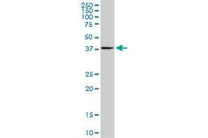 MAPKAP Kinase 3 antibody  (AA 272-382)