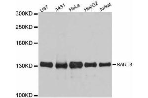 Western blot analysis of extracts of various cell lines, using SART3 antibody.