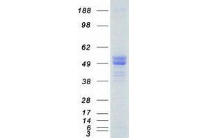 HTRA1 Protein (Myc-DYKDDDDK Tag)