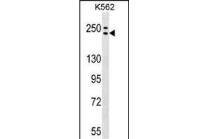 ADCY9 Antibody (C-term) (ABIN1536696 and ABIN2849404) western blot analysis in K562 cell line lysates (35 μg/lane).