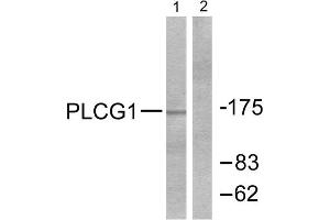 Western Blotting (WB) image for anti-phospholipase C, gamma 1 (PLCG1) (Tyr771) antibody (ABIN1847921) (Phospholipase C gamma 1 antibody  (Tyr771))