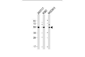 All lanes : Anti-CCNA2 Antibody (N-term) at 1:2000 dilution Lane 1: 293T/17 whole cell lysate Lane 2: K562 whole cell lysate Lane 3: MG whole cell lysate Lysates/proteins at 20 μg per lane. (Cyclin A antibody  (N-Term))