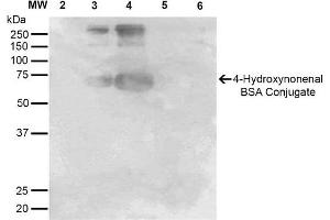 Western Blot analysis of 4-hydroxy-nonenal-BSA Conjugate showing detection of 67 kDa 4-hydroxy-nonenal-BSA using Mouse Anti-4-hydroxy-nonenal Monoclonal Antibody, Clone 12F7 . (HNE antibody  (PerCP))