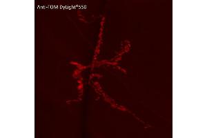 Immunofluorescence (IF) image for anti-tdTomato Fluorescent Protein (tdTomato) antibody (DyLight 550) (ABIN7273113) (tdTomato antibody  (DyLight 550))