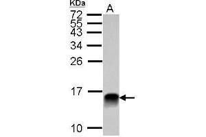 WB Image Sample (30 ug of whole cell lysate) A: NCI-H929 15% SDS PAGE antibody diluted at 1:10000 (LGALS1/Galectin 1 antibody)