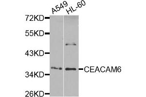 Western blot analysis of extracts of various cell lines, using CEACAM6 antibody (ABIN5974594) at 1/1000 dilution. (CEACAM6 antibody)