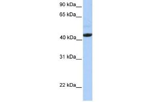 Ectodysplasin A Receptor antibody used at 1 ug/ml to detect target protein.
