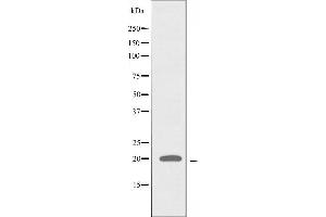 Western blot analysis of extracts from A549 cells, using ATP5L2 antibody.