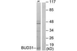 Western blot analysis of extracts from Jurkat cells, using BUD31 Antibody. (BUD31 antibody  (AA 10-59))