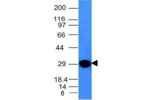 Western Blot Analysis of human Spleen lysate using Kappa Light Chain Mouse Monoclonal Antibody (KLC264). (IGKC antibody)