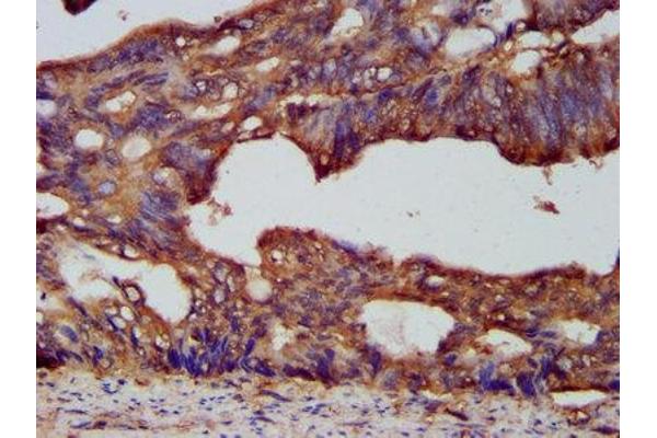 PCSK7 antibody  (AA 189-362)