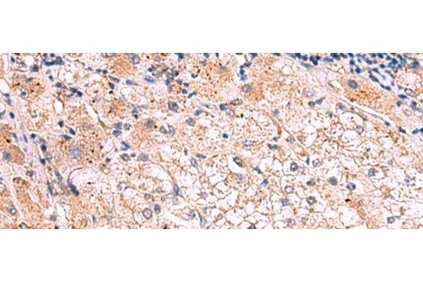 Kallikrein 9 antibody