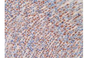 IHC-P analysis of Rat Stomach Tissue, with DAB staining. (2B4 antibody  (AA 20-221))