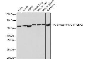 Western blot analysis of extracts of various cell lines, using PGE Receptor EP2 (PGE Receptor EP2 (PGE receptor EP2 (PTGER2))) Rabbit mAb (ABIN7269572) at 1:1000 dilution. (PTGER2 antibody)