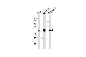 PDK2 Antibody (ABIN653784 and ABIN2843071) western blot analysis in RD cell line and mouse heart,rat heart lysates (35 μg/lane). (PDK2 antibody)