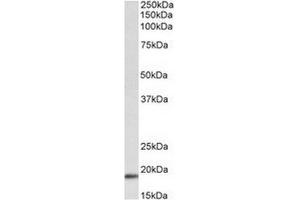 AP31685PU-N (0. (WFDC1 antibody  (Internal Region))