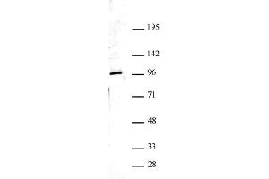 Ago4 antibody (pAb) tested by Western blot.