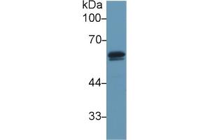 Western blot analysis of Mouse Testis lysate, using Mouse DBP Antibody (1 µg/ml) and HRP-conjugated Goat Anti-Rabbit antibody (