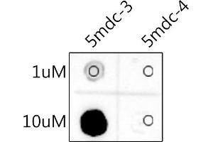 Dot Blot against 5-Methylcytosine (5mC) and unmodified cytosine using 5-Methylcytosine (5mC) antibody (ABIN7265343) at 1:1000 dilution. (5-Methylcytidine antibody)