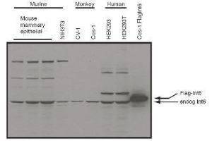 Western blot using  affinity purified anti-eIF3S6/Int6 antibody shows detection of endogenous eIF3S6/Int6 in whole cell extracts from murine (HC-11 and NIH3T3), monkey (CV-1 and Cos-1), and human (HEK293T) cell lines as well as over-expressed eIF3S6/Int6 (control transfected flag-tagged Int6). (EIF3E antibody  (C-Term))