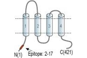 Representative domain view of the target of ABIN7042996.