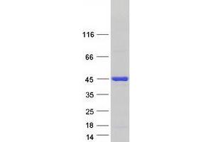 Validation with Western Blot (HNRNPD/AUF1 Protein (Transcript Variant 3) (Myc-DYKDDDDK Tag))