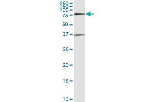 Immunoprecipitation of SMAD6 transfected lysate using anti-SMAD6 MaxPab rabbit polyclonal antibody and Protein A Magnetic Bead , and immunoblotted with SMAD6 purified MaxPab mouse polyclonal antibody (B01P) . (SMAD6 antibody  (AA 1-496))