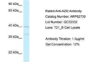 Western Blotting (WB) image for anti-5-Azacytidine Induced 2 (AZI2) (Middle Region) antibody (ABIN2789232) (AZI2 antibody  (Middle Region))