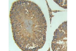 Used in DAB staining on fromalin fixed paraffin- embedded testis tissue (AVPI1 antibody)
