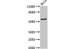 Western Blot Positive WB detected in: Hela whole cell lysate All lanes: E2F4 antibody at 3. (E2F4 antibody  (AA 160-299))