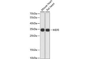 Western blot analysis of extracts of various cell lines, using MDFI antibody (ABIN6128316, ABIN6143663, ABIN6143664 and ABIN6217803) at 1:3000 dilution. (MDFI antibody  (AA 1-160))