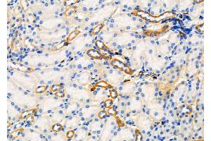 ABIN6265877 and ABIN6277916 at 1/100 staining Mouse kidney tissue by IHC-P. (Ugt2b antibody  (N-Term))
