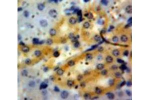 Used in DAB staining on fromalin fixed paraffin-embedded Kidney tissue (Granulin antibody  (AA 21-120))