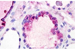 Image no. 2 for anti-Complement Component 3a Receptor 1 (C3AR1) (C-Term) antibody (ABIN1048361) (C3AR1 antibody  (C-Term))