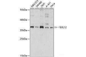 Western blot analysis of extracts of various cell lines using FBXL12 Polyclonal Antibody at dilution of 1:1000. (FBXL12 antibody)
