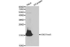 Western Blotting (WB) image for anti-Histone 3 (H3) (H3K27me) antibody (ABIN6219521) (Histone 3 antibody  (H3K27me))