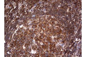 Image no. 2 for anti-Tuberous Sclerosis 1 (TSC1) (AA 836-1164) antibody (ABIN1491686) (TSC1 antibody  (AA 836-1164))