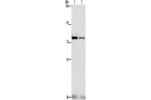 Western Blotting (WB) image for anti-Nuclear Factor (erythroid-Derived 2)-Like 1 (NFE2L1) antibody (ABIN2428493) (NFE2L1 antibody)