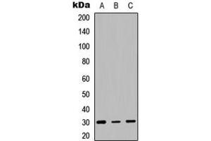 Western blot analysis of HLA-DQB1 expression in HEK293T (A), Raw264. (HLA-DQB1 antibody  (Center))