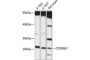 Western blot analysis of extracts of various cell lines, using CD300LF antibody (ABIN6131969, ABIN6138163, ABIN6138165 and ABIN6217961) at 1:3000 dilution. (IREM1 antibody  (AA 23-150))