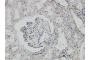 Immunoperoxidase of monoclonal antibody to MPG on formalin-fixed paraffin-embedded human kidney. (MPG antibody  (AA 1-90))