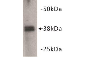Western Blotting (WB) image for anti-Zinc Finger Protein 42 (ZFP42) (C-Term) antibody (ABIN1855005) (ZFP42 antibody  (C-Term))