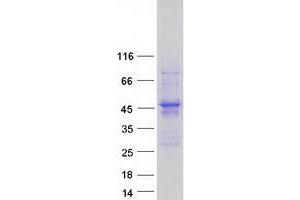 Validation with Western Blot (ACTR1A Protein (Myc-DYKDDDDK Tag))