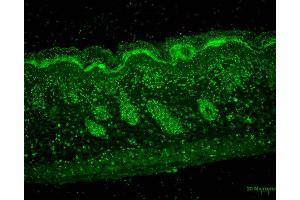 Immunohistochemistry analysis using Mouse Anti-Erp57 Monoclonal Antibody, Clone Map. (PDIA3 antibody  (Atto 594))