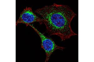 Fluorescent confocal image of HeLa cells stained with IFITM3 (N-term) antibody. (IFITM3 antibody  (N-Term))