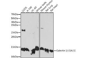 Western blot analysis of extracts of various cell lines, using Galectin 1/LG Rabbit mAb (ABIN7268197) at 1:1000 dilution. (LGALS1/Galectin 1 antibody)