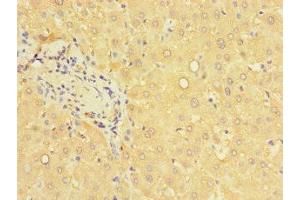 Immunohistochemistry of paraffin-embedded human liver tissue using ABIN7166614 at dilution of 1:100 (PCBD1 antibody  (AA 2-104))