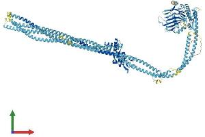 AlphaFold protein structure predicition of Mouse Recombinant Smc3 Protein, UniprotID Q9CW03