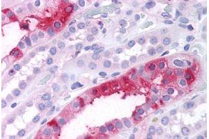 Anti-SGK3 antibody  ABIN1049327 IHC staining of human kidney.