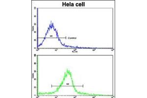 Flow cytometric analysis of hela cells using (bottom histogram) compared to a negative control cell (top histogram). (Glutaredoxin 2 antibody  (C-Term))